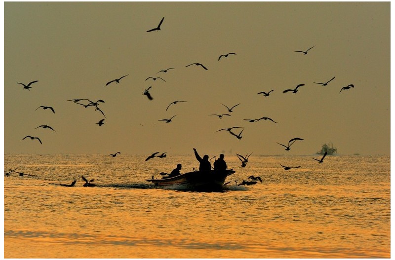 아칭바다 갈매기
