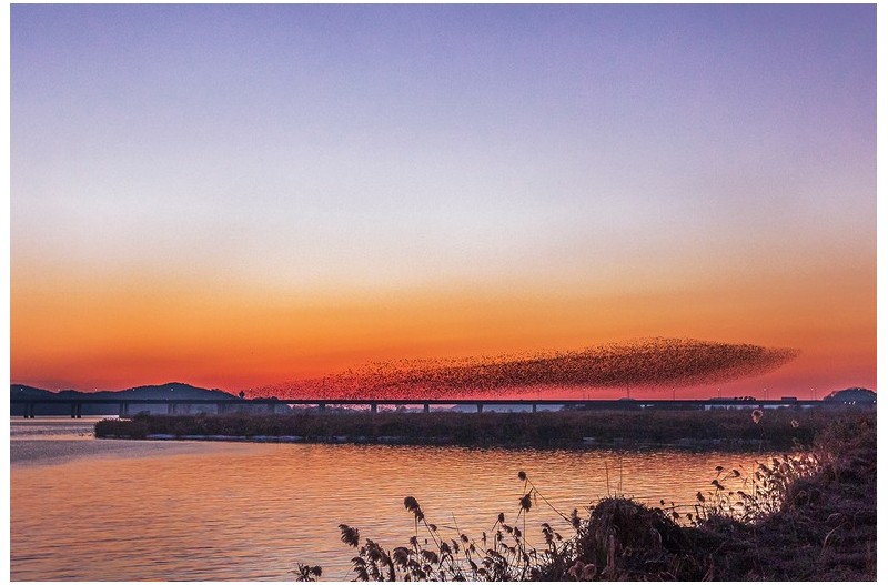 가창오리 저공비행