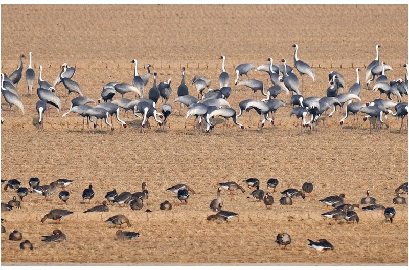 주남지 재두루미