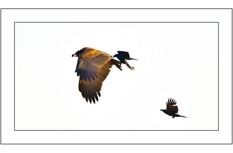 독수리의 수난,,