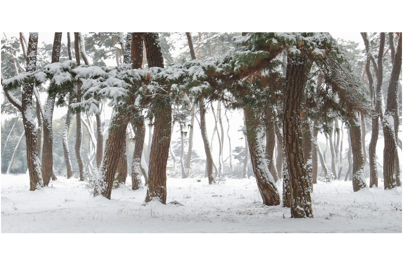 설경 - 雪景