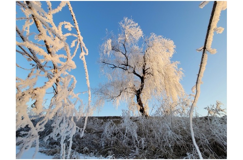 하얀꽃이핀 - 왕따나무