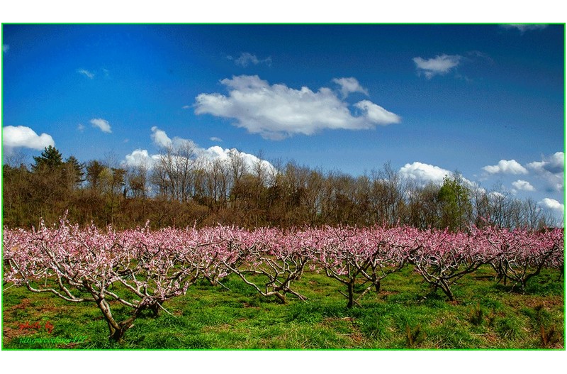 꽃피는 봄이오면