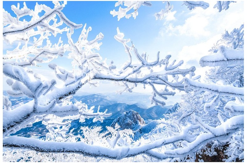 겨울나무 사이로