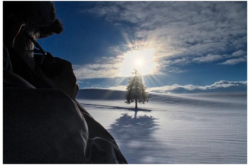 크리스마스 트리