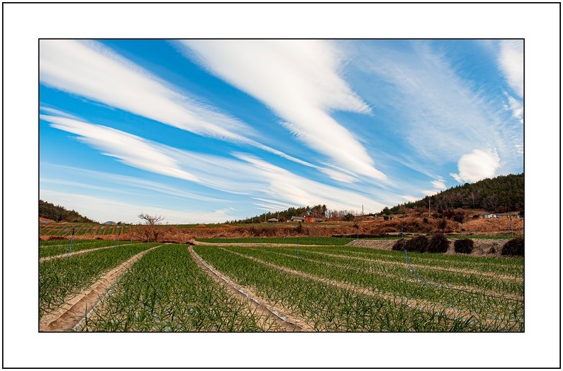 마늘밭의 추억,,,
