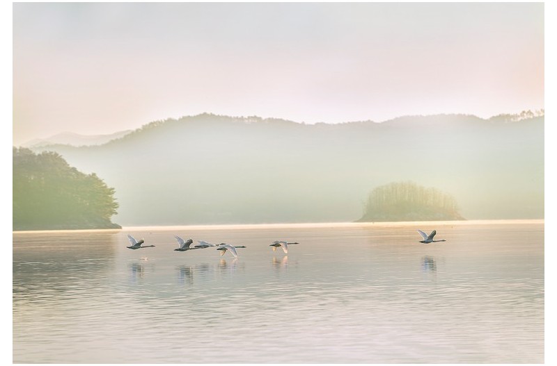 대청호 겨울/고니랑