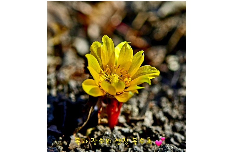 설날의 봄소식 ????