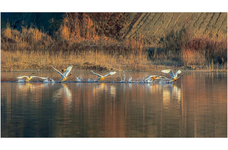 대청호 겨울/take off