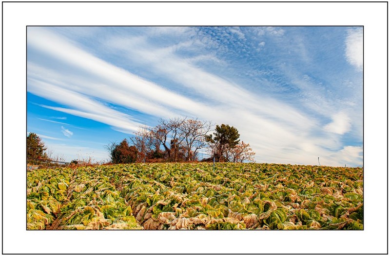 겨울배추밭,,,,