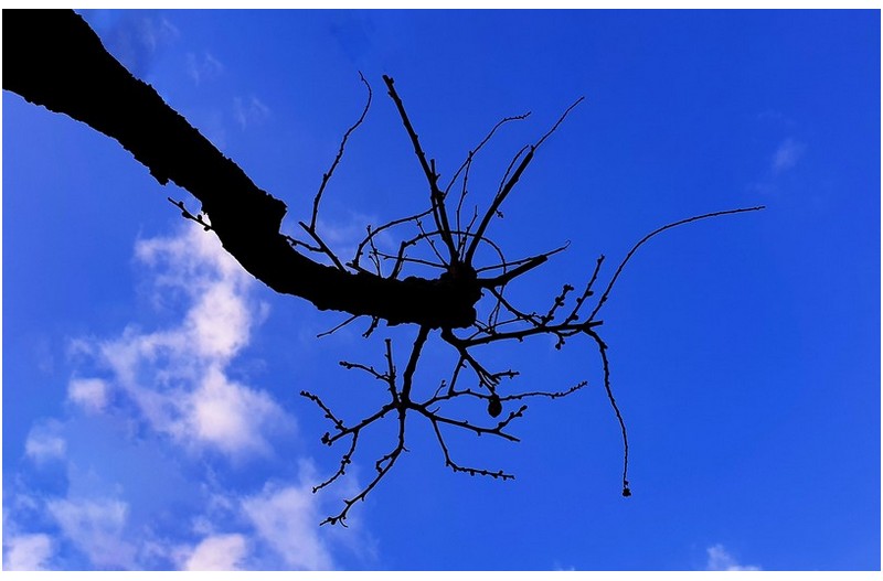 氣 충전 통도사 매화