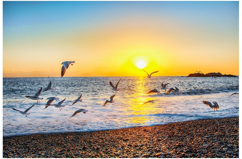 흰꼬리 없는 날샷