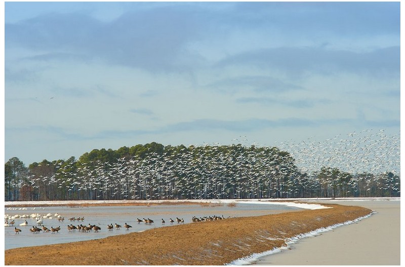 흰기러기와 칠면조머리 독수리