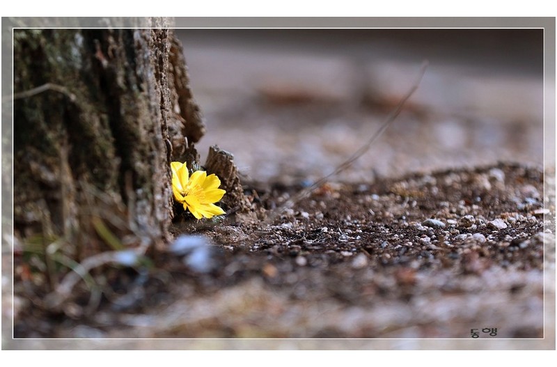 복수초  .......................................