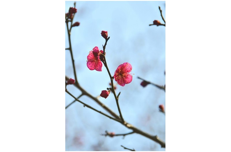 홍매화피다