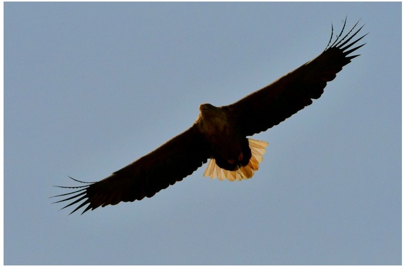 흰꼬리수리의 멋진 비행