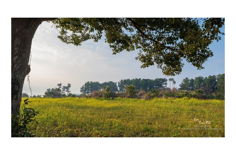 유채꽃이 만발한...