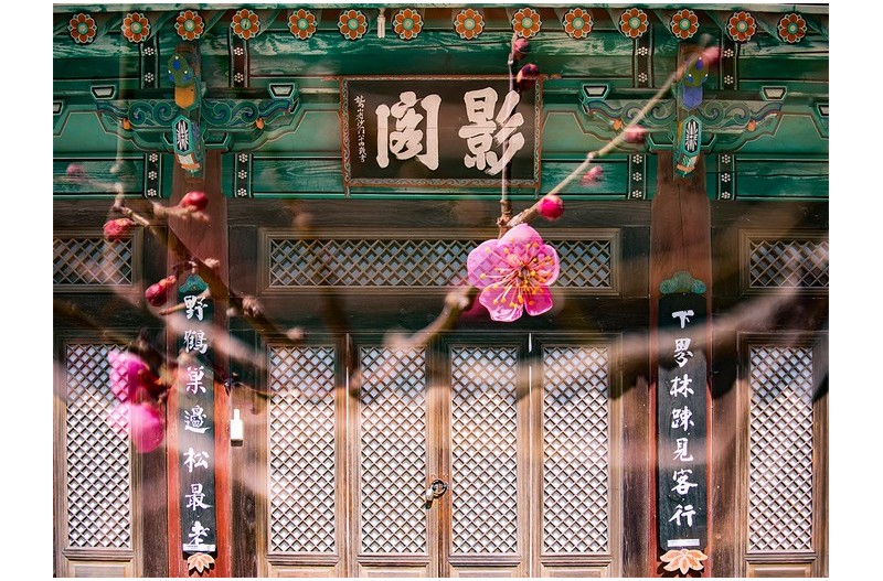 매화향 깃든 봄소식