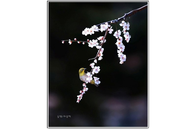 매화도  梅花圖 .........................................