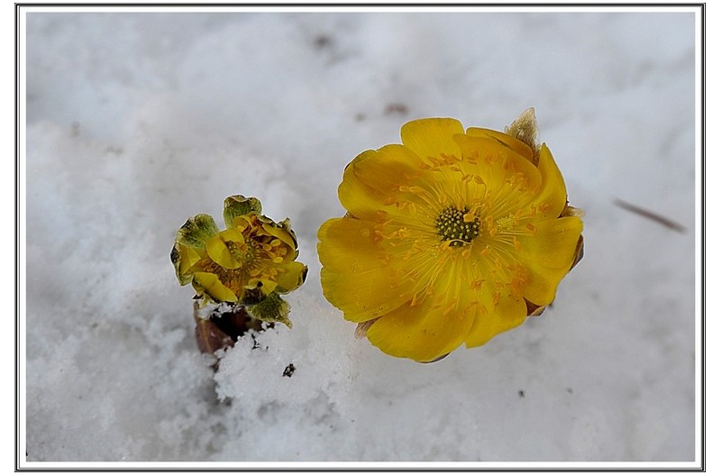 봄 소식 ( 복수초 )