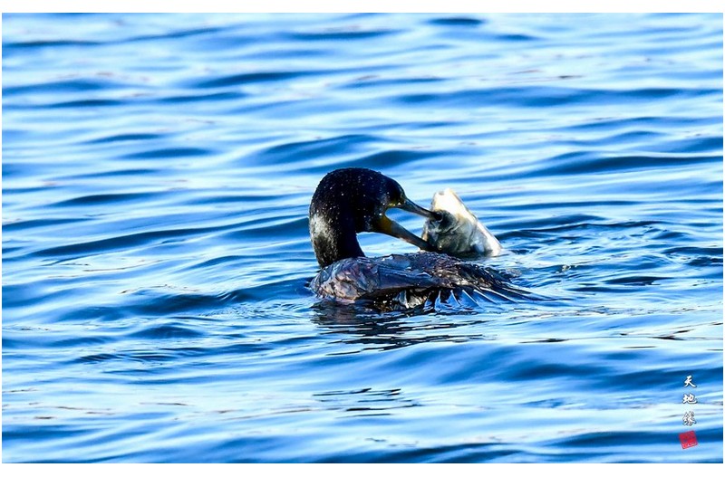 가마우지 먹이사냥