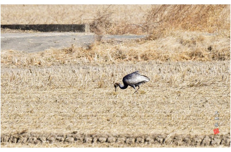발목없는두루미