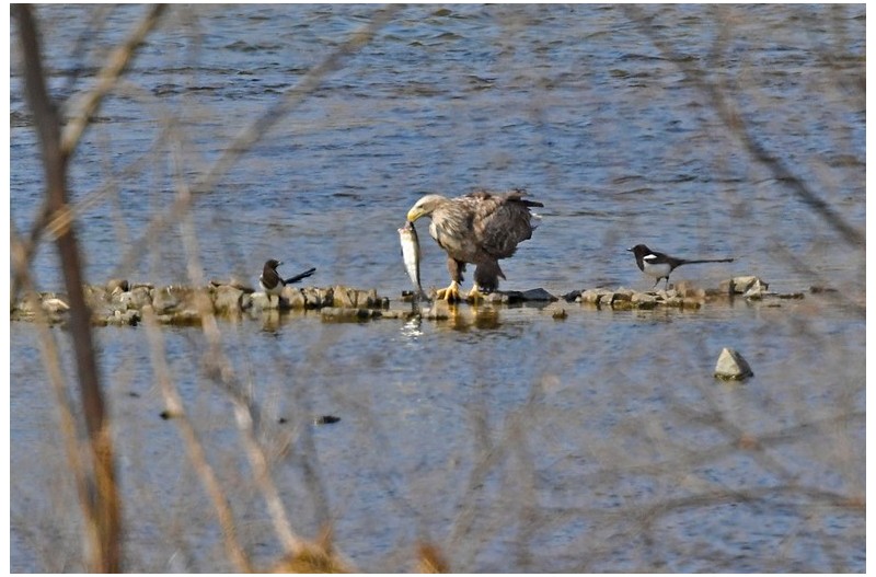 흰꼬리 -24 아침