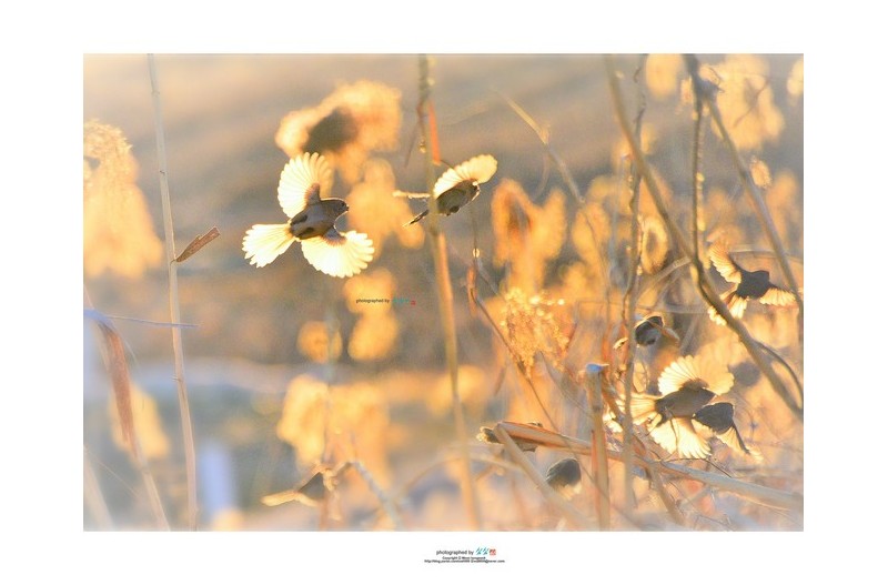 20220224# [오목눈이]