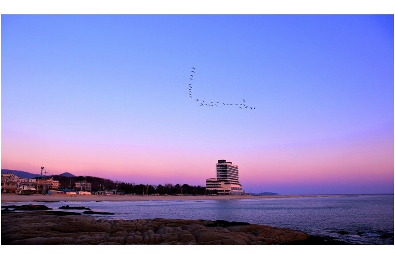 고향으로 가는 철새들