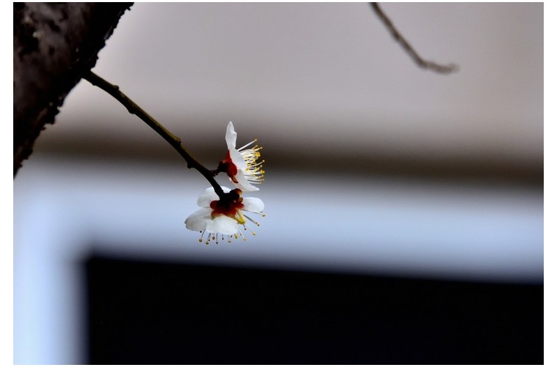 새봉의 매화향기