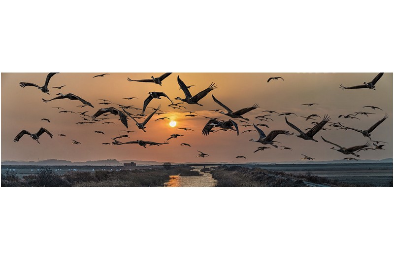 흑두루미-달려보세유