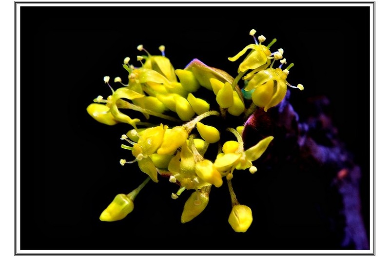 개화중인 산수유 꽃