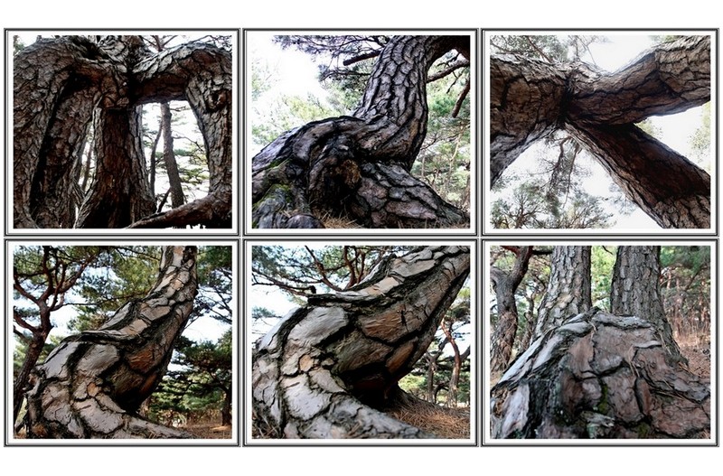 회기 노송 과 ( 자화상 )