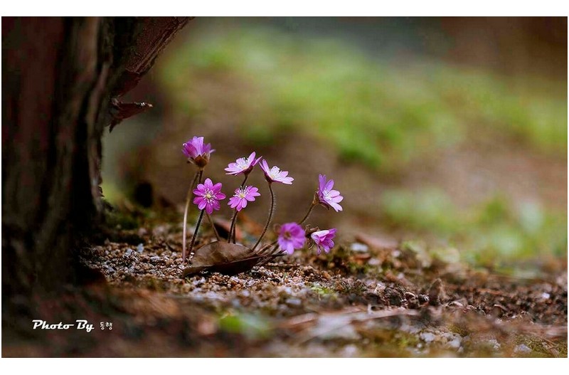 들꽃학습원의 꽃 ㅡㅡㅡㅡㅡㅡㅡㅡㅡㅡㅡㅡㅡ