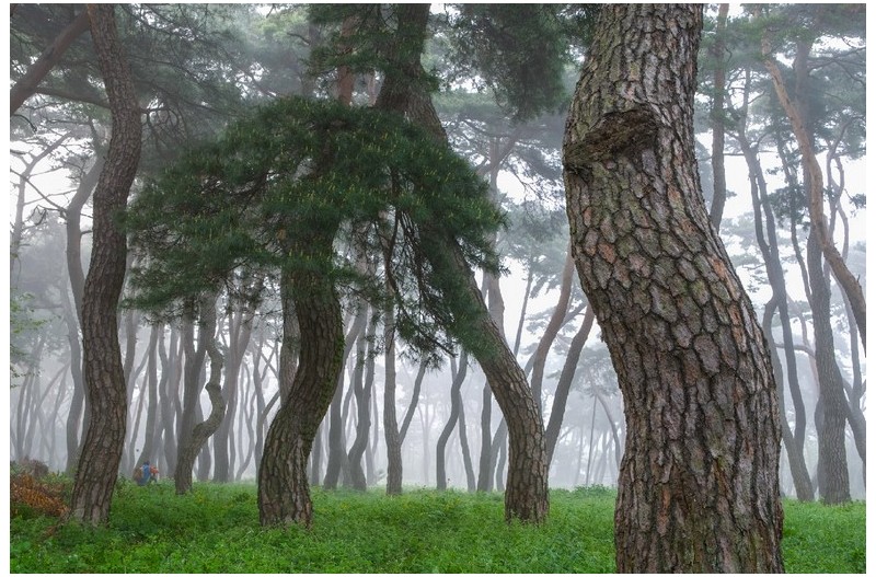안개낀 솔숲
