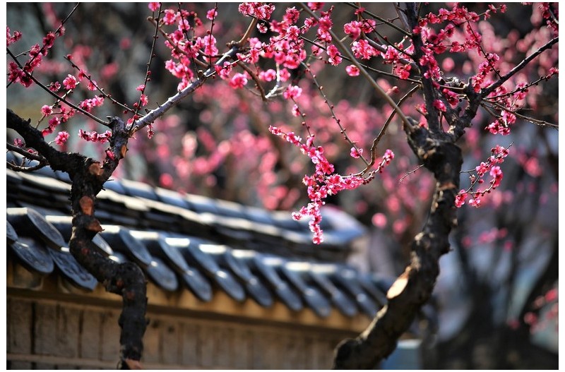 감영공원의 매화들