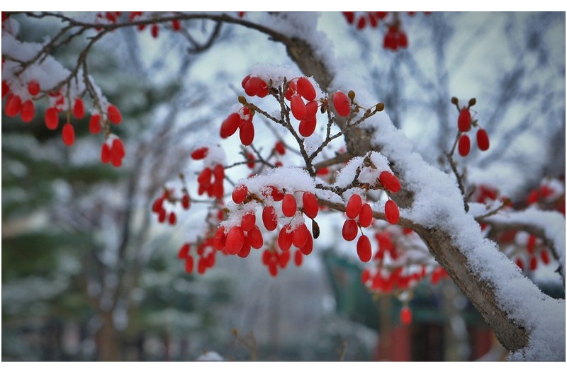 감영 공원 눈오는 날
