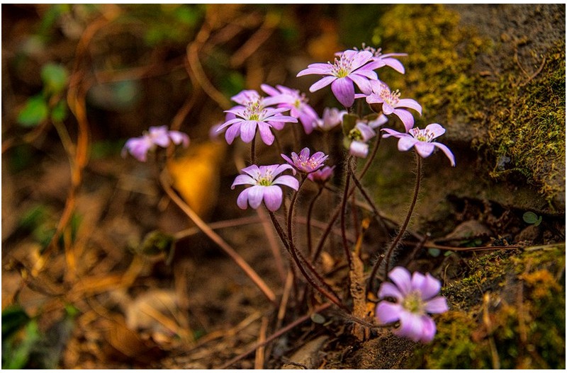 노루귀와 변산바람 꽃