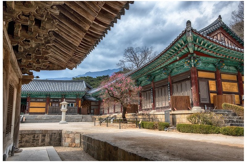 찾는이 없는 자장매