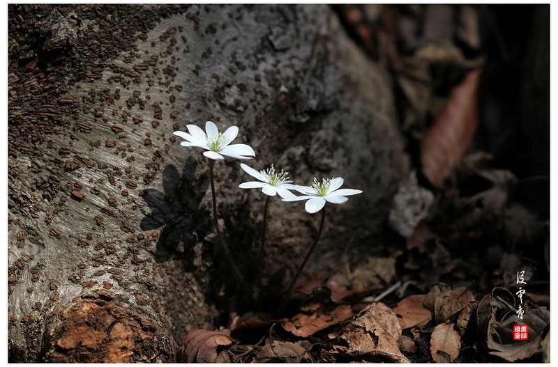 노루귀 {백,홍,청,)