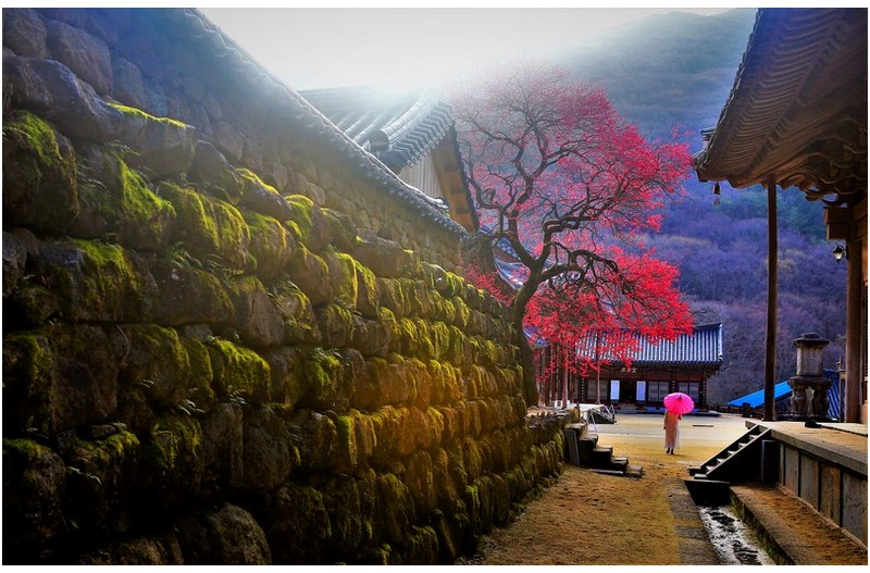 화엄사 홍매화 계절