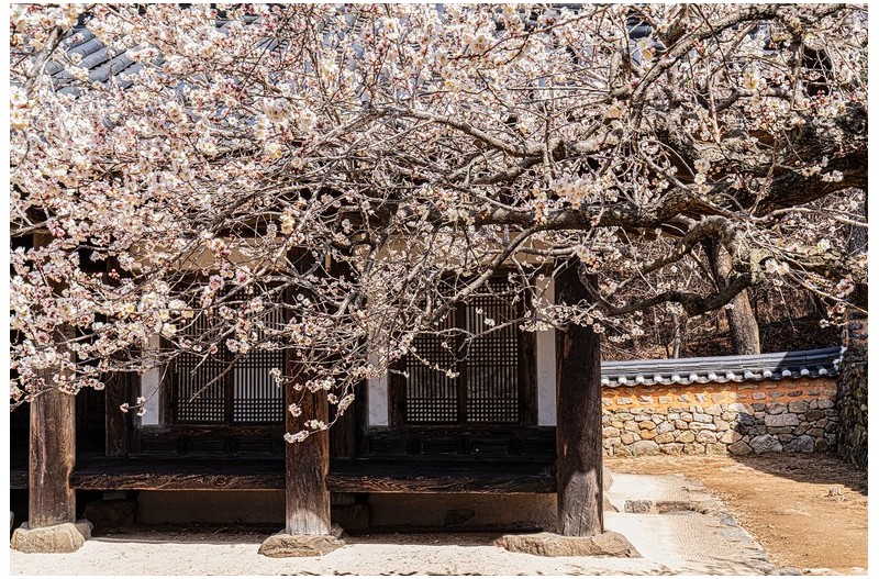 고택 뜰앞에 매향은 흐르고,,