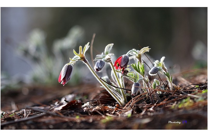 뒷동산에  할미꽃  꼬부라진 할미꽃 ㅡㅡㅡㅡㅡㅡㅡㅡ