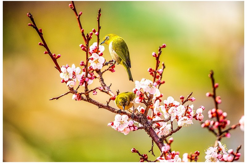 LAN선 타고 날아온 봄소식