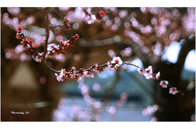 통도사의 봄  ㅡㅡㅡㅡㅡㅡㅡㅡㅡㅡㅡㅡㅡㅡㅡ