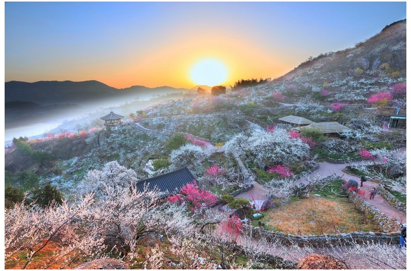 매화마을 일출