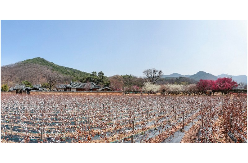 봄소식 - 파노라마