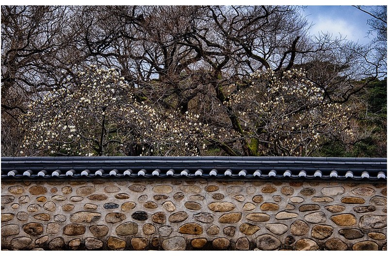 경주의 목련 개화 상태