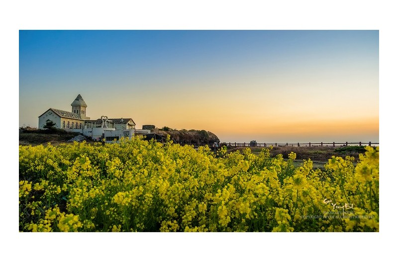 섭지코지 의 봄 #2