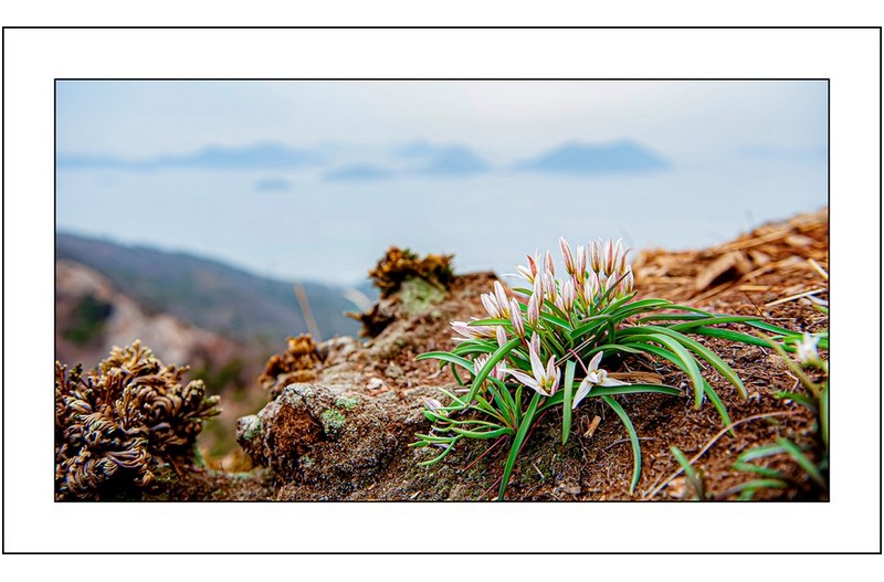 산자고가핀 풍경,,,